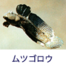 ヒント:有明海の人気者