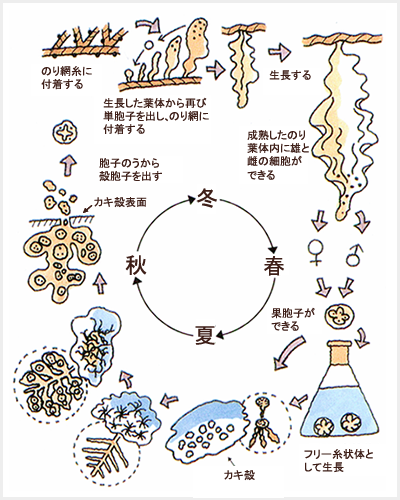 のりの生活史